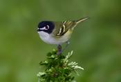 Black-capped Vireo