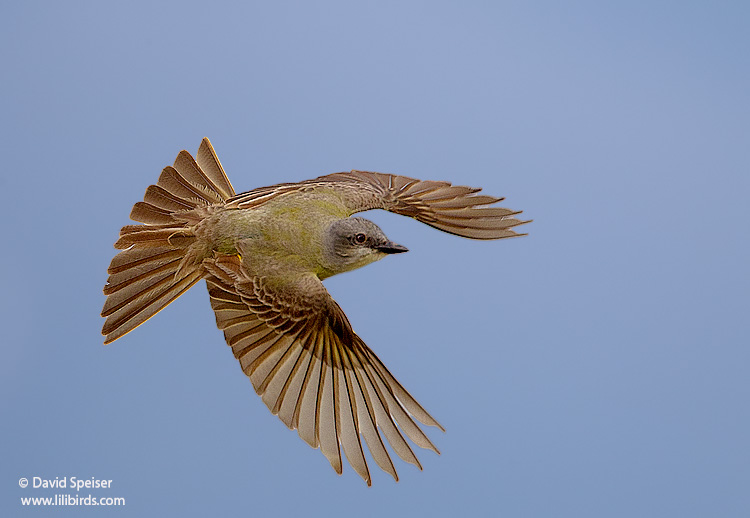 Couch's Kingbird