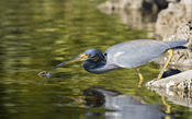 Tricolored Heron