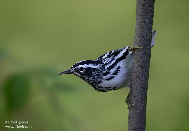 Black-and-White Warbler