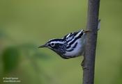 Black-and-White Warbler