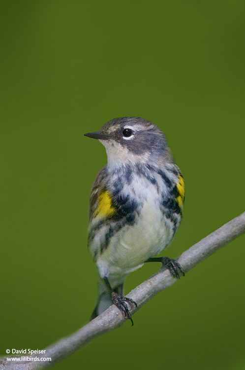 Yellow-rumped Warbler