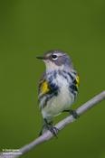 Yellow-rumped Warbler