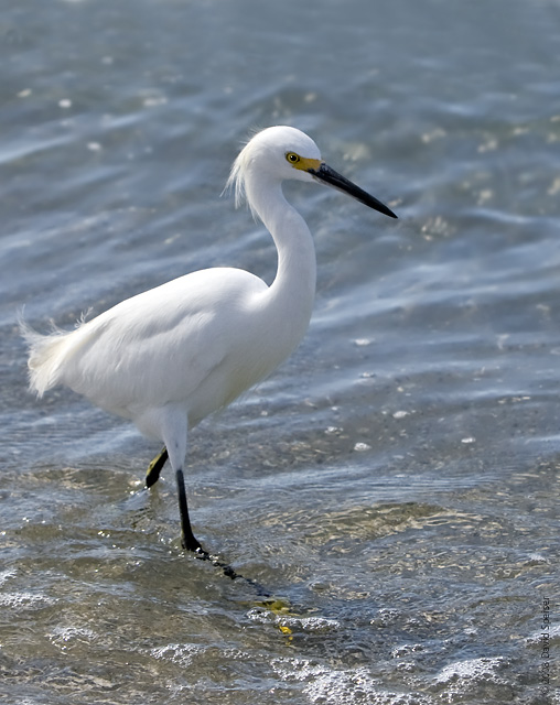 Snowy Egret