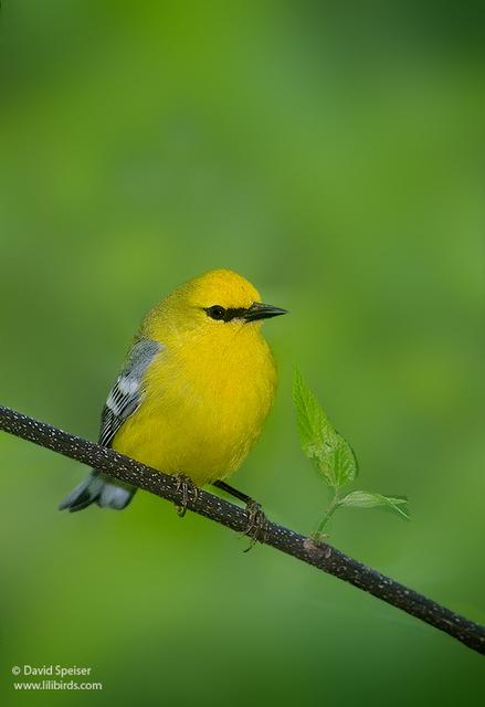 Blue-winged Warbler