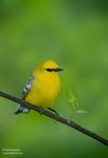 Blue-winged Warbler