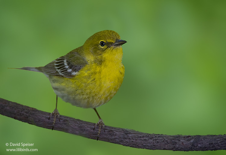 Pine Warbler