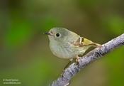 Ruby-crowned Kinglet