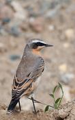 Northern Wheatear