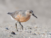 Red Knot