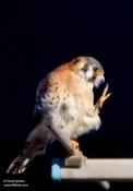 American Kestrel