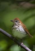 Wood Thrush