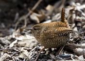 Winter Wren