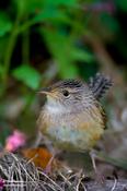 Sedge Wren