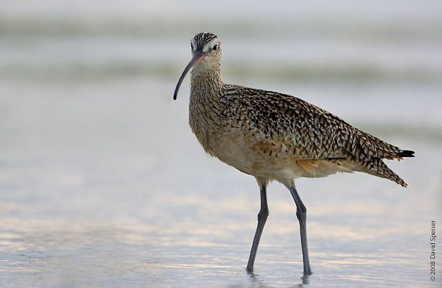 Long-billed Curlew