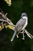 Eastern Kingbird