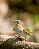 Red-eyed Vireo