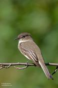 Eastern Phoebe