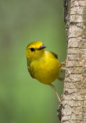 Hooded Warbler (female)