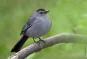 Gray Catbird