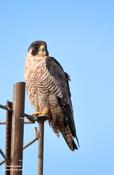 Peregrine Falcon