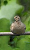 Mourning Dove