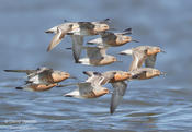 Shorebirds