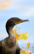 Double-crested Cormorant