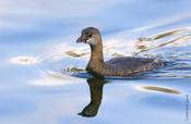 Pied-billed Grebe