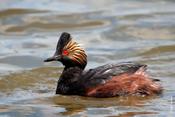 Eared Grebe