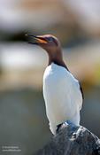 Common Murre