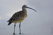 Long-billed Curlew