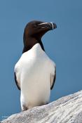 Razorbill