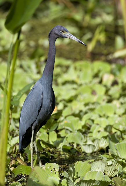 Little Blue Heron