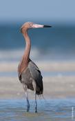 Reddish Egret