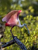 Roseate Spoonbill