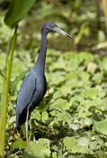 Little-blue Heron