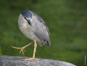 Black-crowned Night Heron