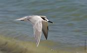 Sandwich Tern