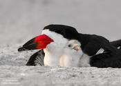 Black Skimmer