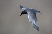 Black Tern