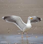 Great-black Backed Gull