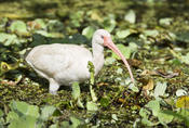 White Ibis