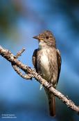 Olive-sided Flycatcher