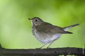 Gray-cheeked Thrush