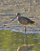 Marbled Godwit