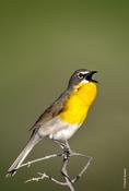 Yellow-breasted Chat