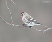 Common Redpoll