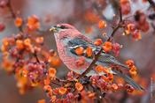 Pine Grosbeak