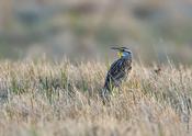 Eastern Meadowlark